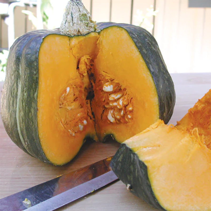 Close up display of a Butternut Winter Squash quartered and displaying flesh 