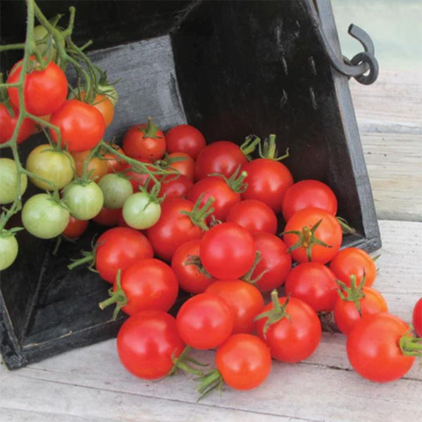 tomato 00849_AH.jpg