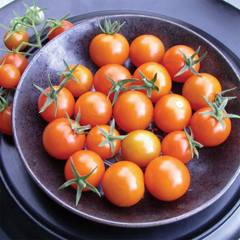 A black bowl full of Sungold Cherry Tomatoes