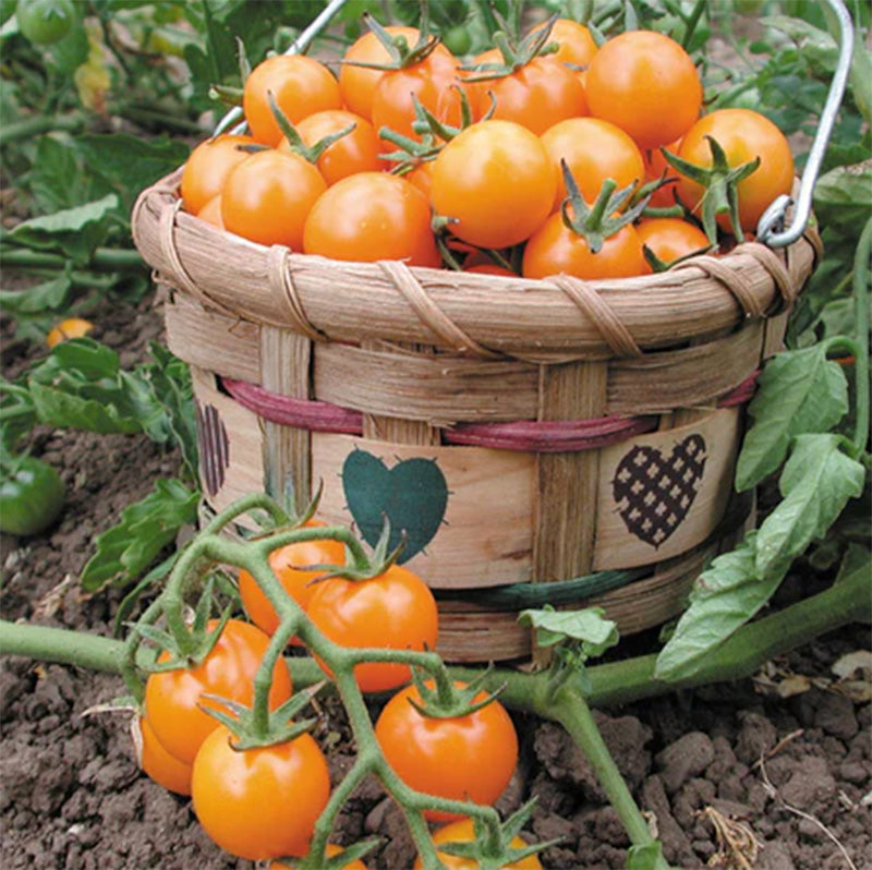 A basket full of Sungold Cherry Tomatoes displayed in front of a growing tomato vine 
