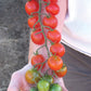 A Sweet Million Cherry Tomato vine being displayed against a forearm, showcasing various stages of ripeness and color 