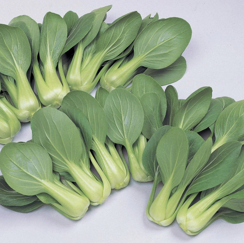 Territorial Seed Company Li Ren Choi Pak Choi Seeds - Thumbnail 2