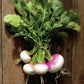 Organic Turnip Fort Umpqua Seeds Territorial Seed Company