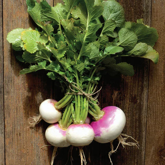 Organic Turnip Fort Umpqua Seeds