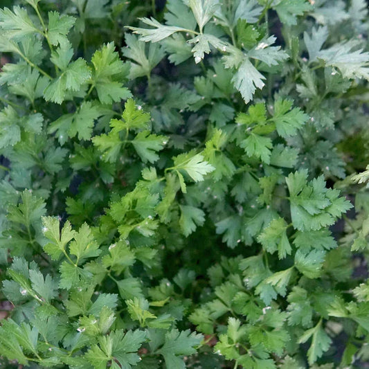 Organic Parsley Gigante D'italia Seeds