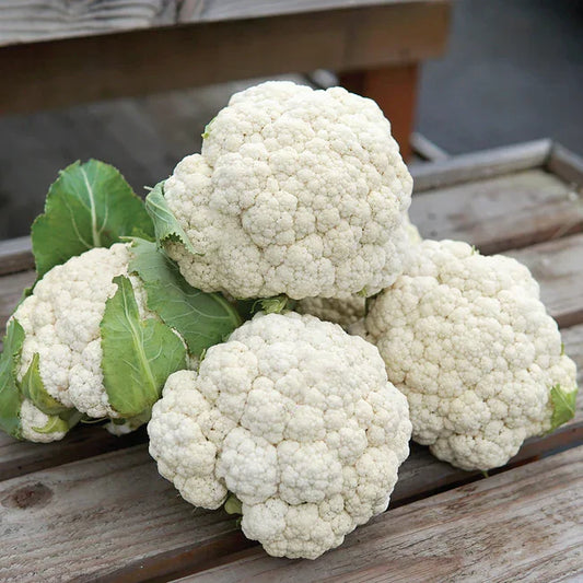 Organic Cauliflower Odysseus Seeds Territorial Seed Company