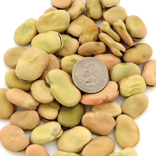 Organic Bean Aprovecho Seeds Territorial Seed Company