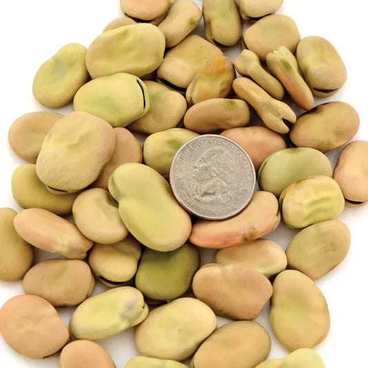 Organic Bean Aprovecho Seeds Territorial Seed Company