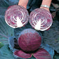 Cabbage Primero Seeds Territorial Seed Company