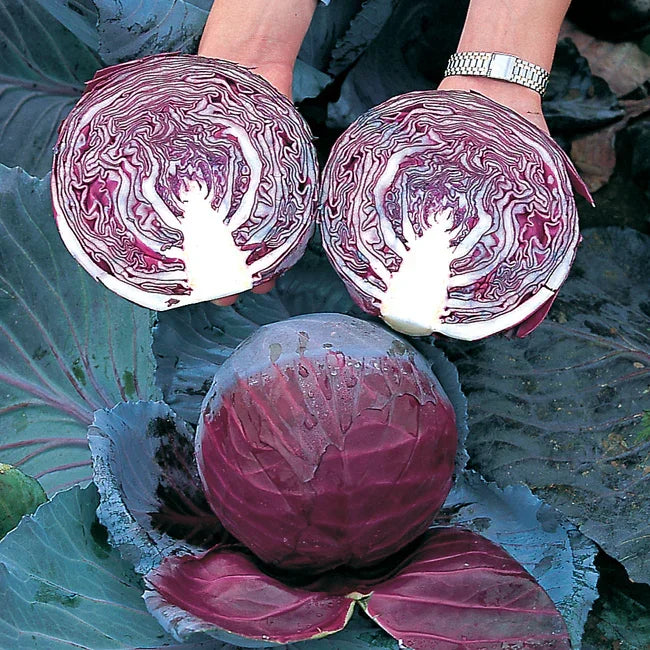 planting red cabbage seeds Primero Cabbage Seeds – Grow Organic