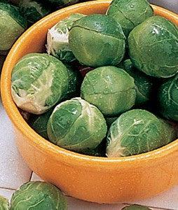 Brussels Sprout Dimitri Seeds