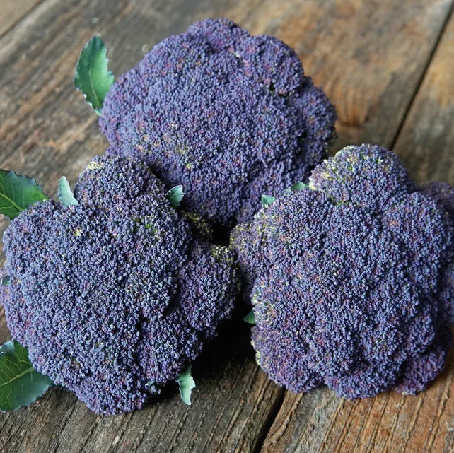 Broccoli Jacaranda Seeds Territorial Seed Company