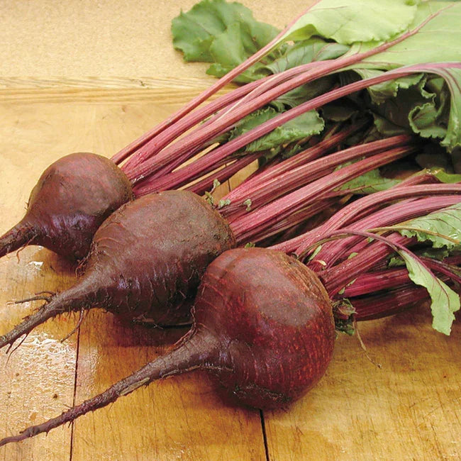 Territorial Seed Company Beet Lutz Green Leaf Seeds