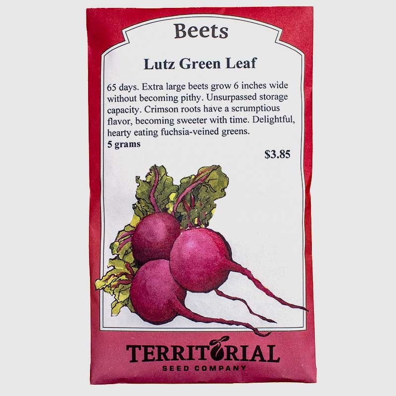 Territorial Seed Company Beet Lutz Green Leaf Seeds - Thumbnail 2