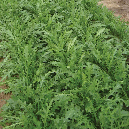 Organic Arugula Bellezia Seeds Territorial Seed Company