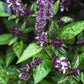 A live cinnamon basil plant displaying purple blooms against vibrant green leaves