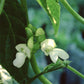 Budding and blooming Kentucky Wonder Pole Bean, blurred green background 