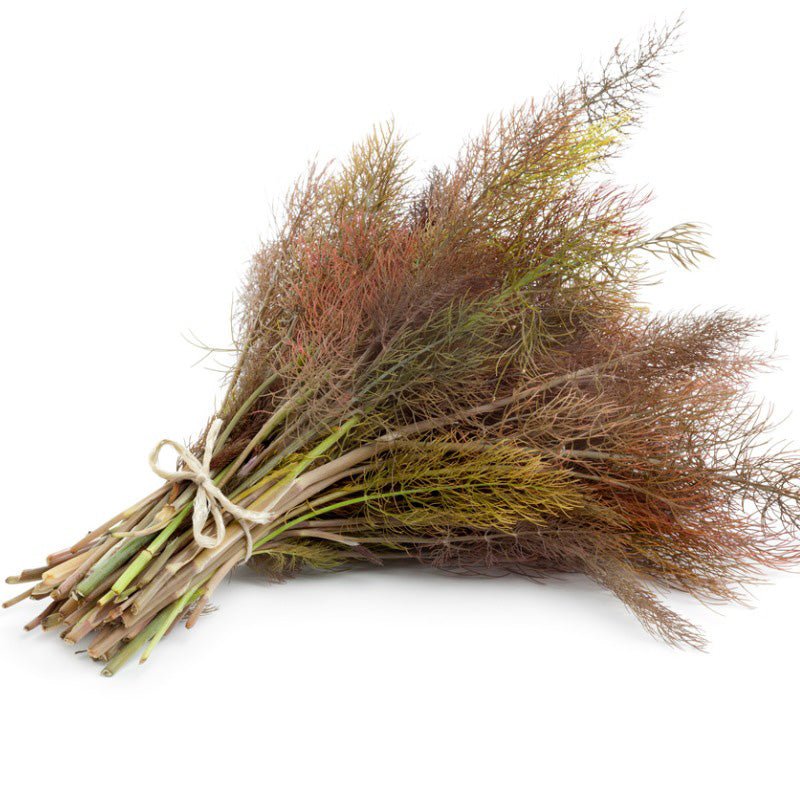 A bushel of wrapped bronze fennel isolated on a white background, Light brown to green stems and leaves 