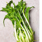 Chicory Catalogna Dark green leaves with pale white stems on a grey background 