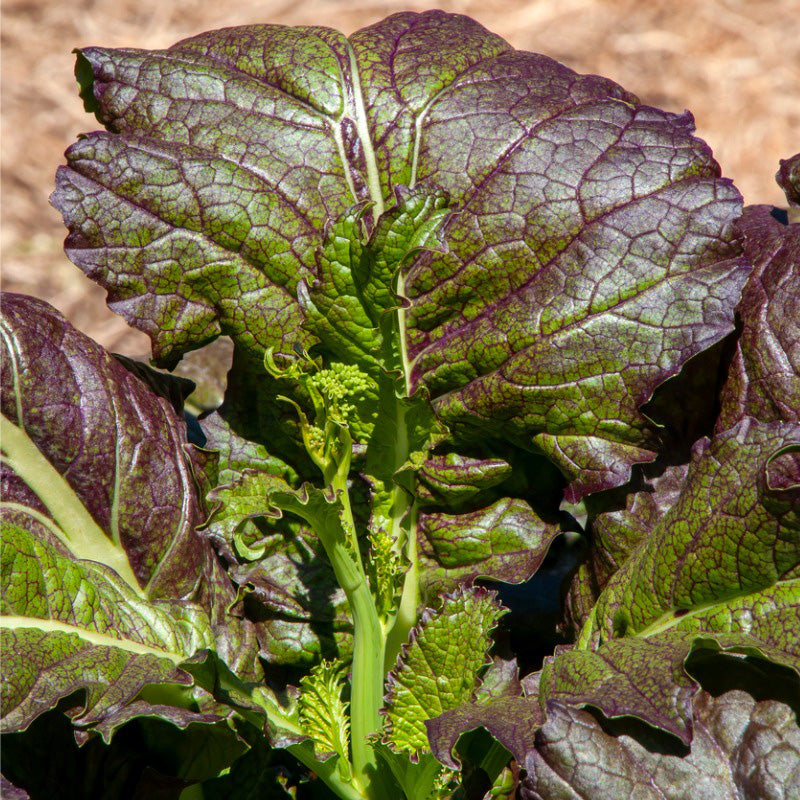 Red Giant Mustard plant showing dark green hearts to maroon or purple leaves 
