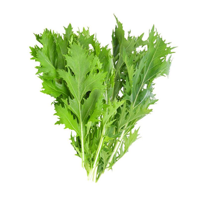 Leafy light green Mizuna Mustard leaves isolated on a white background 