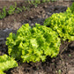 Batavian Lettuce growing in rows, a bright almost neon green is present