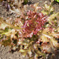 A head of Red Sails Loose Leaf Lettuce growing in soil, Displaying red centers and leafy green outside leaves 