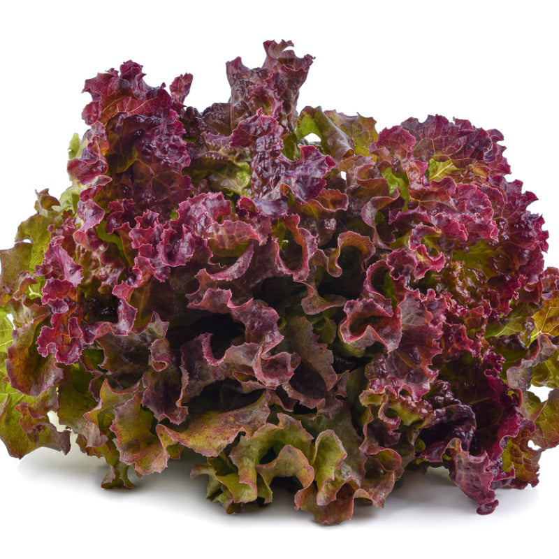 Drunken Woman Loose Leaf lettuce, red and green colors isolated on a white background 
