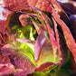 Extreme close up of Rouge D'Hiver Romaine, displaying red, maroon leaves, and green hearts
