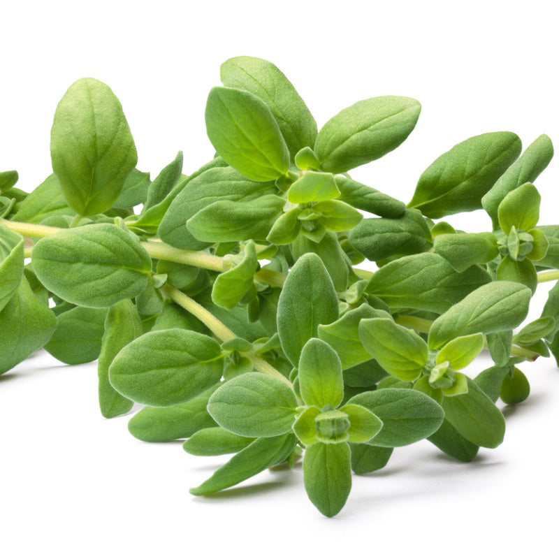 Bright green Sweet Marjoram isolated on a white background 