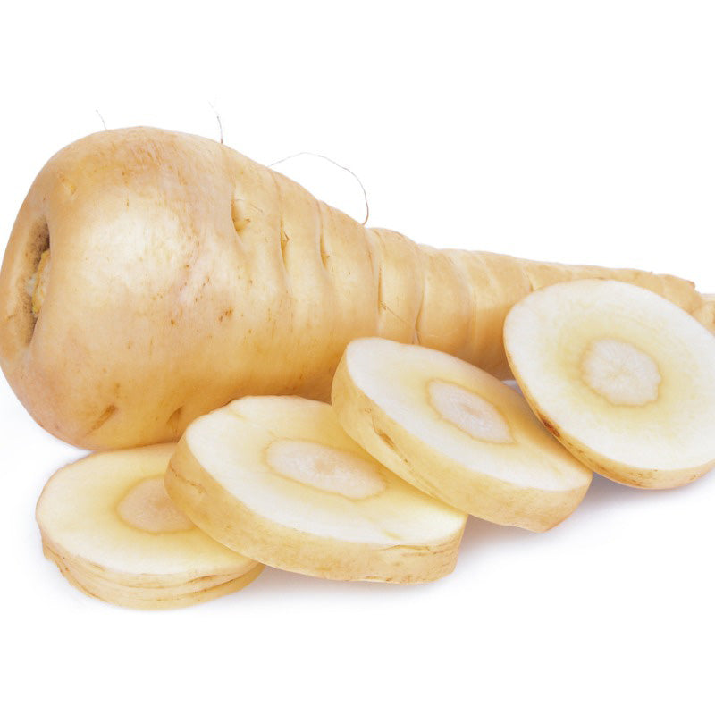 A close up of Turga Parsnip, a pale beige colored root isolated on a white background 