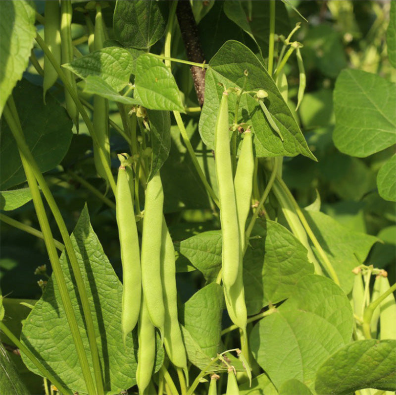 A live Shelling Green Arrow Pea, displaying groups of pods that are bright green 
