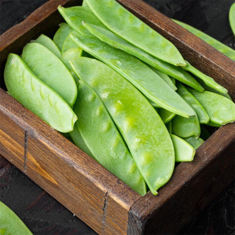 A rustic deep brown box displaying snow mammoth melting sugar pea, bright green pods 