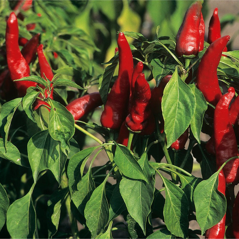 A live Hungarian Paprika Spice pepper plant, Showing bright red peppers 
