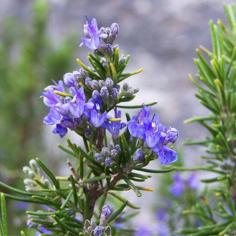 A rosemary bush with flowering purple blooms