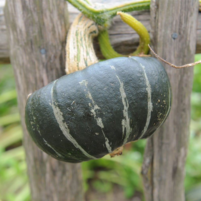 A dark green Buttercup Winter Squash hanging from a supportive structure