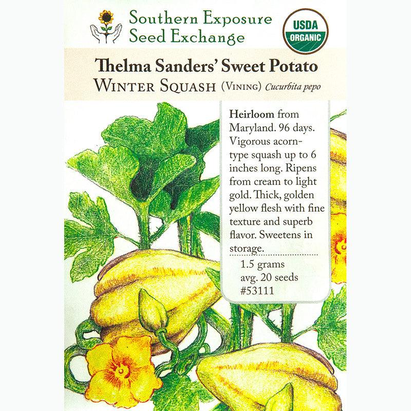 sweet potato flower seeds Southern Exposure Organic Thelma Sanders Sweet Potato Winter Squash – Grow  Organic