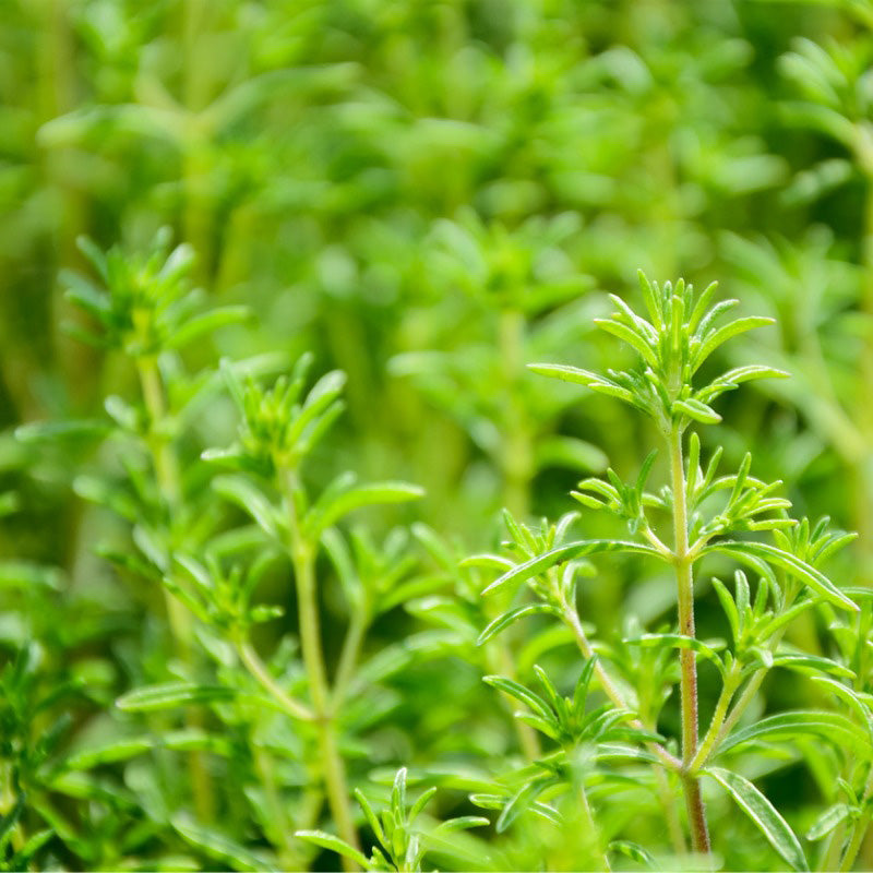 A live Summer Savory plant in a sea of shades of green 