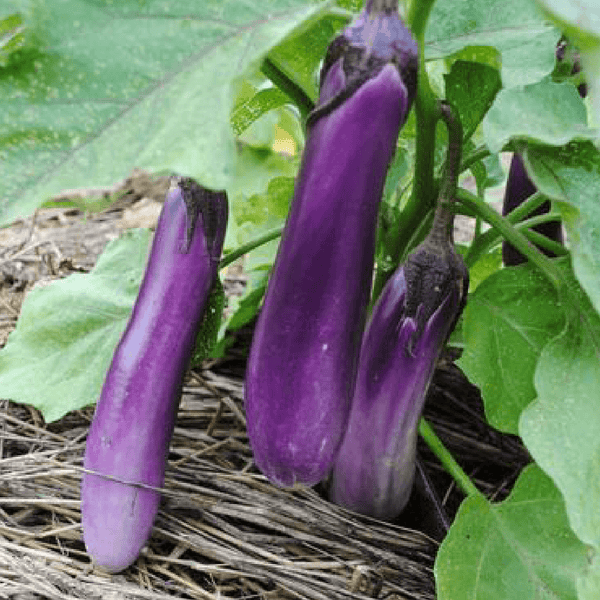 eggplantページ Eggplant Seeds - Black Beauty Ripens Early with High Yields