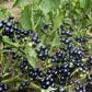 Organic Garden Huckleberry Seeds Southern Exposure Seed Exchange