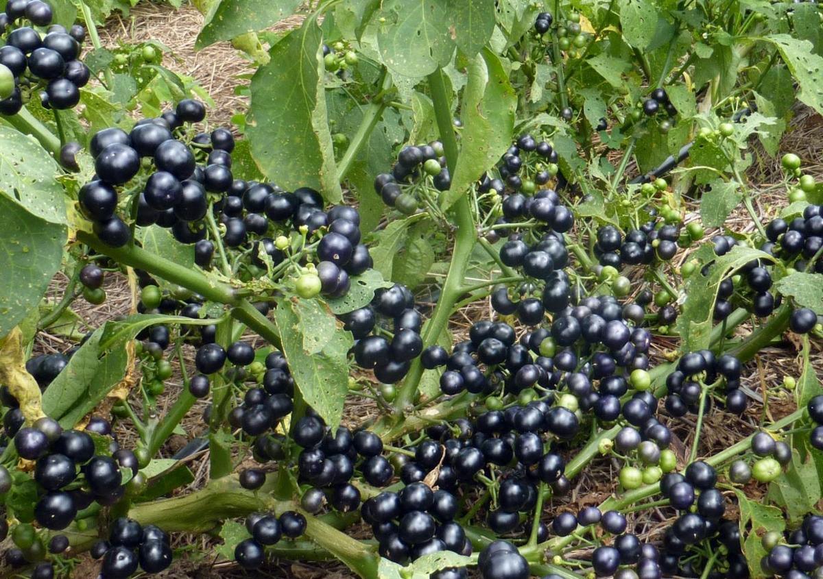 Organic Garden Huckleberry Seeds Southern Exposure Seed Exchange