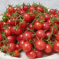Organic Everglades Cherry Tomato Seeds Southern Exposure Seed Exchange