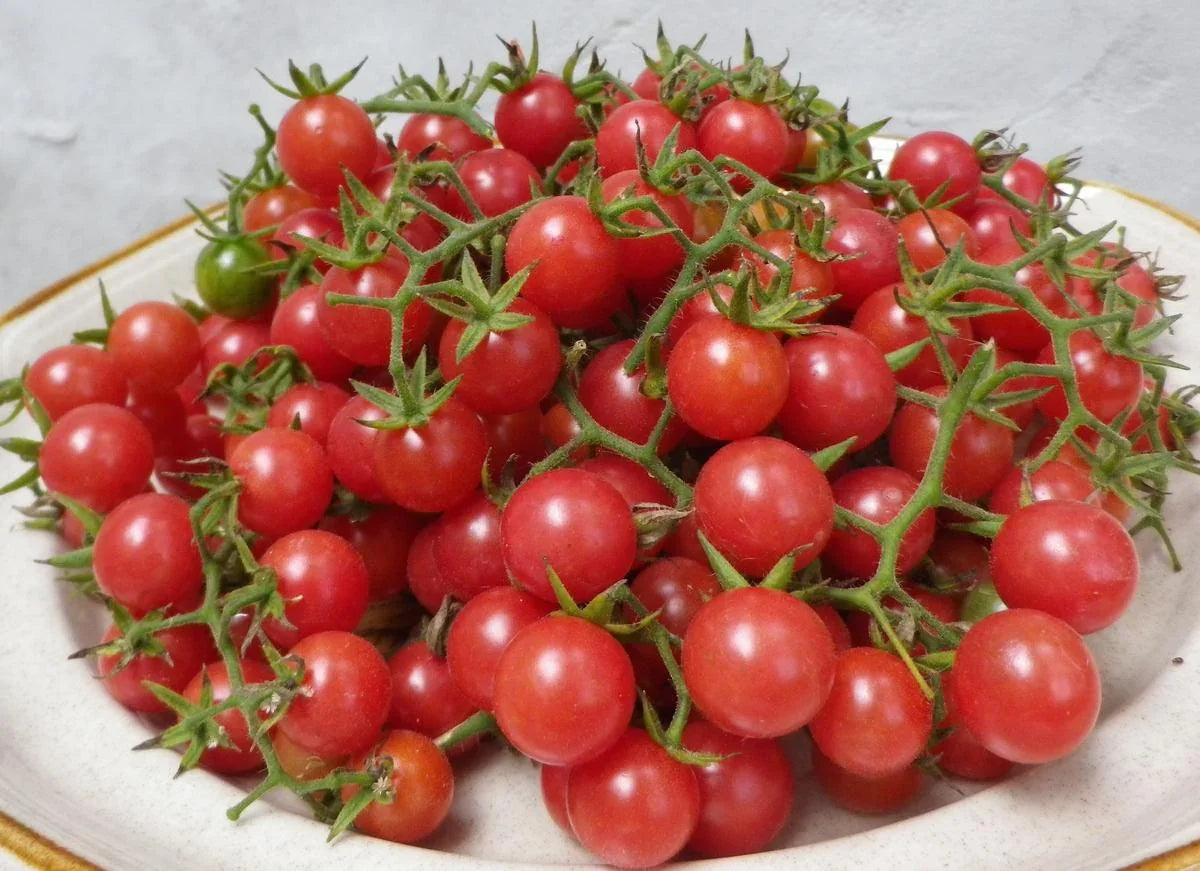 Organic Everglades Cherry Tomato Seeds Southern Exposure Seed Exchange