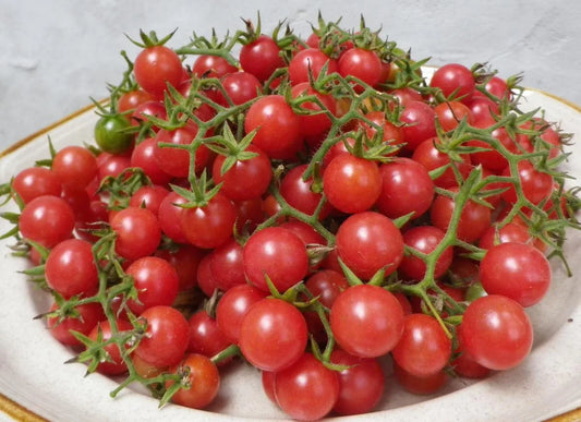 Organic Everglades Cherry Tomato Seeds Southern Exposure Seed Exchange