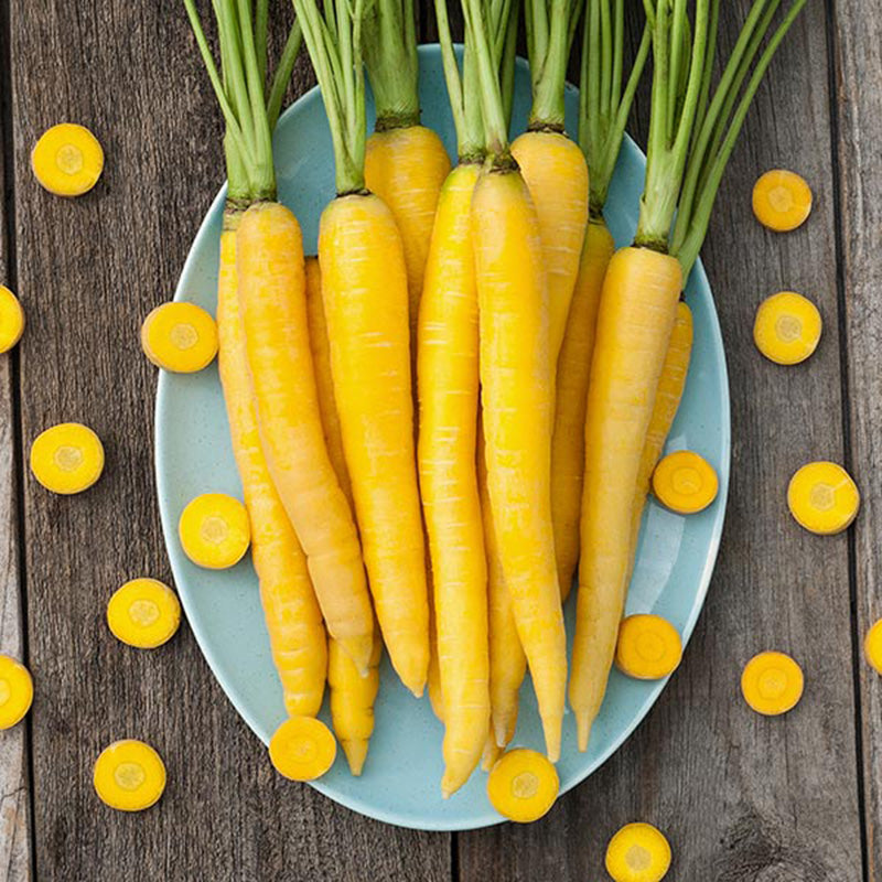 A pale blue plate full of vibrant yellow Yellowstone Carrot