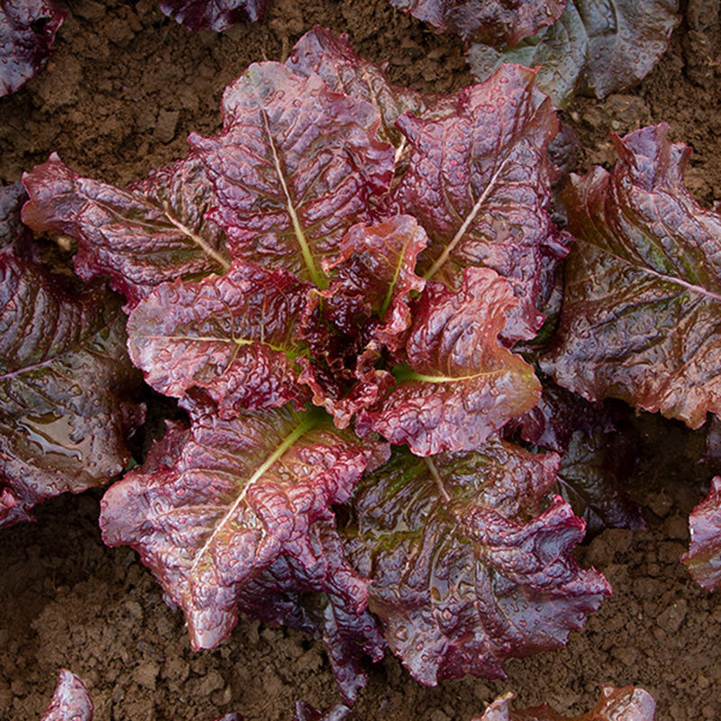 A wildly maroon display from a head of Outredgeous Romaine Lettuce still growing in soil 
