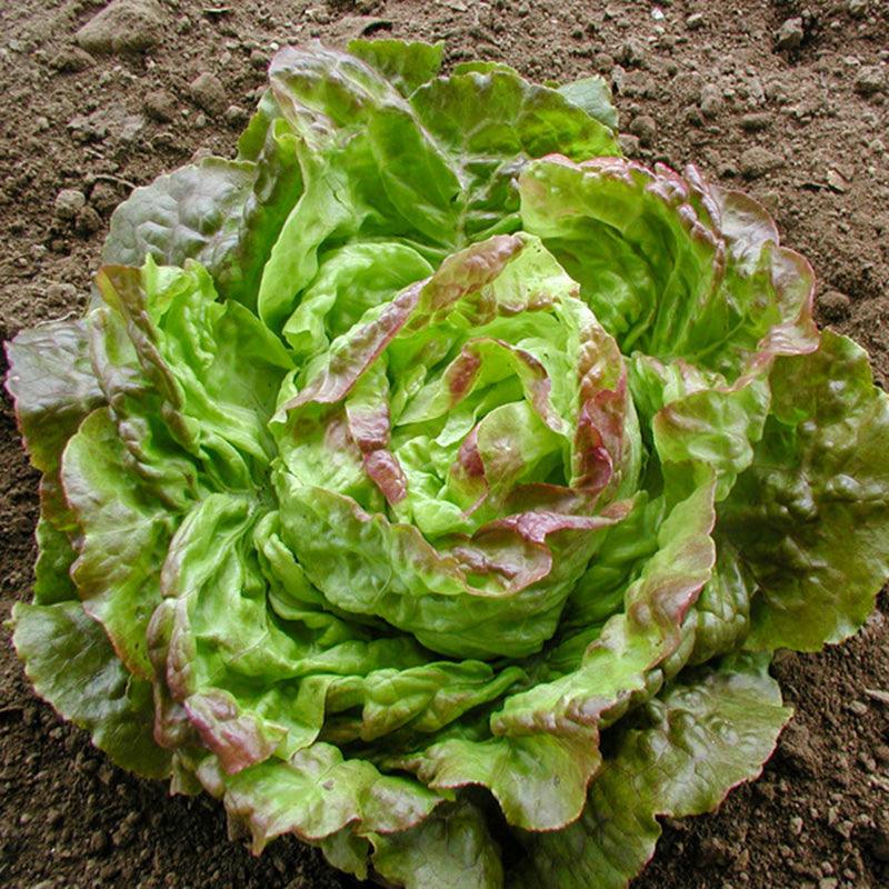 A vibrant head of Pirat Lettuce, displaying purplish leaf tips 