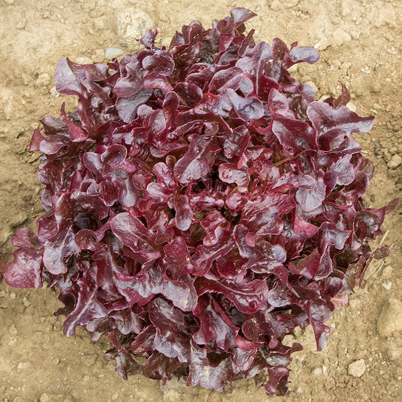 A deep maroon head of Red Oakleaf Lettuce still growing in the soil 