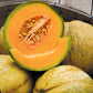 A basket full of PMR Delicious 51 Melon, one is halved and seeds removed, Ready to enjoy 