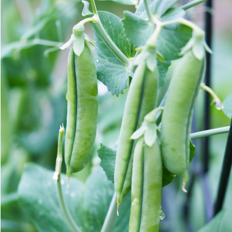 A Cascadia Snap Pea Bush, Multiple pea pods hanging, A vibrant green plant with pods the same color